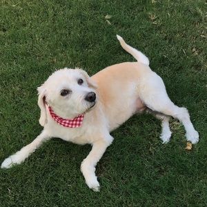 Meet your Posher, Dave